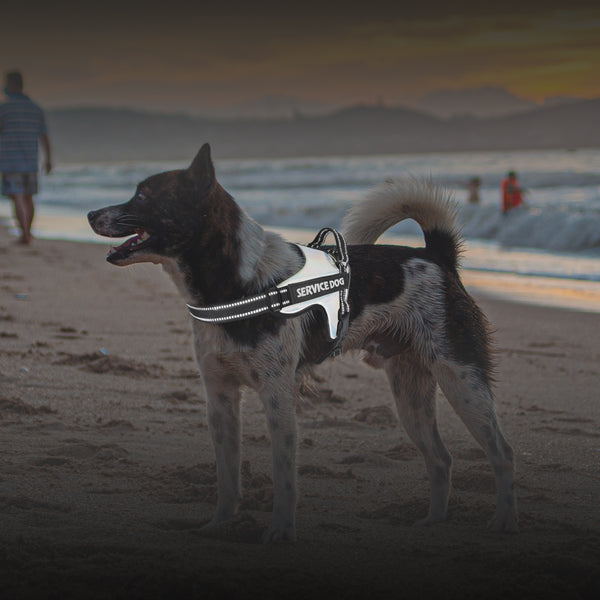 Arnés de Tracción Premium para Perros Grandes y Medianos