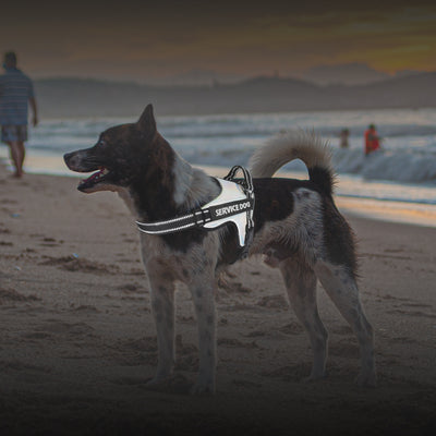 Arnés de Tracción Premium para Perros Grandes y Medianos