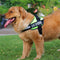 Arnés de Paseo Simple para Mascotas con Correa Ajustable