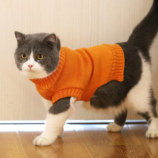 Suéter Gato Azul Británico para Otoño e Invierno - Image 27