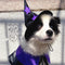 Disfraz de Mago para Mascotas - Set Completo de Decoración Halloween