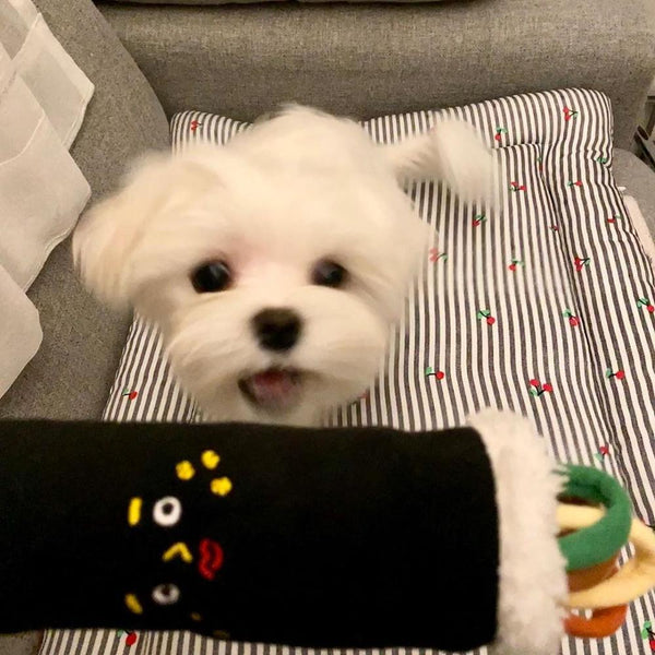Juguete Interactivo de Sushi con Sonido para Mascotas