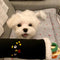 Juguete Interactivo de Sushi con Sonido para Mascotas
