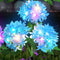Blue Hydrangea