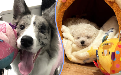 Juguetes Interactivos para Perros con Sonidos y Pelotas Chirriantes - Image 15