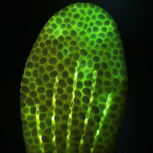 Plantillas Elevadoras Invisibles con Acolchado Completo y Tecnología Transpirable - Image 14