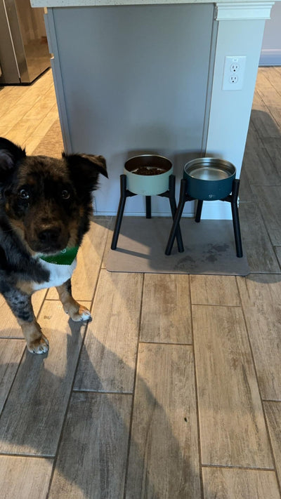 Comedero Ajustable para Perros con Soporte Regulable - Image 11