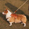 Arnés de Microfibra y Cuerda de Tracción para Perros