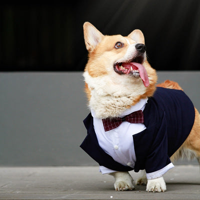 Traje Formal para Perro con Diseño de Cola de Golondrina - Image 5