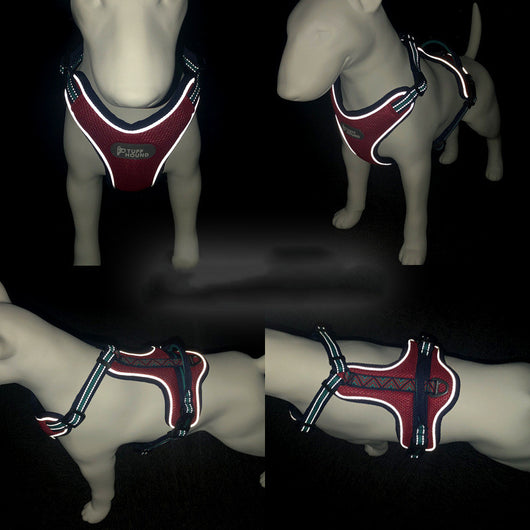 Arnés de Tracción para Perros con Cuerda de Seguridad - Image 12
