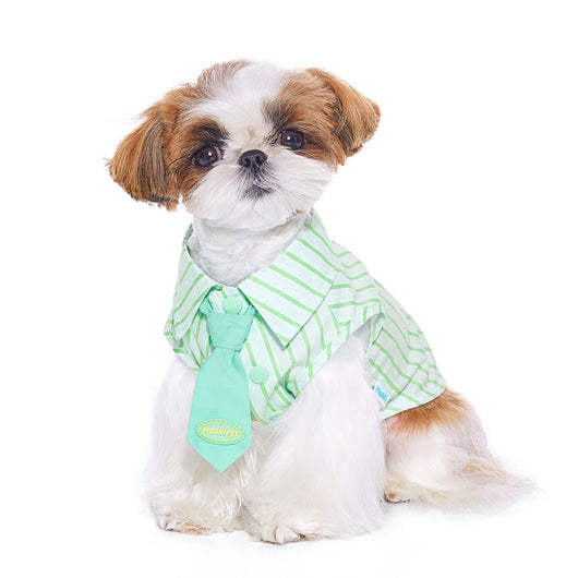 Playera de Algodón Fino para Perro Schnauzer Teddy