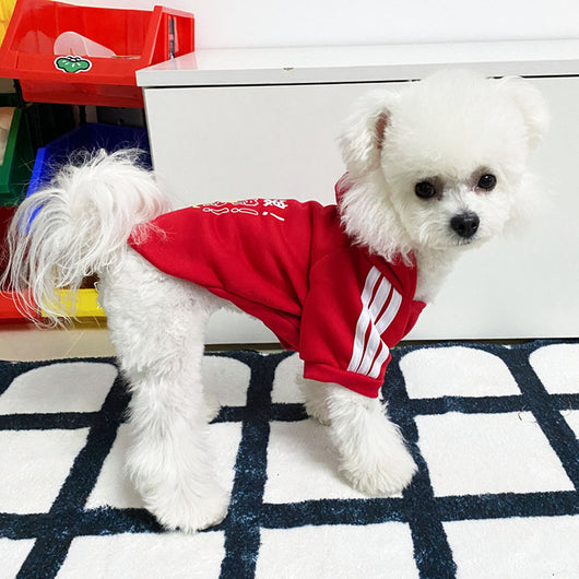 Ropa de Abrigo para Perros - Diseños Adorables Otoño e Invierno - Image 20