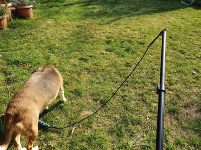 Vara Extensible de Adiestramiento para Perros con Diseño Divertido - Image 16