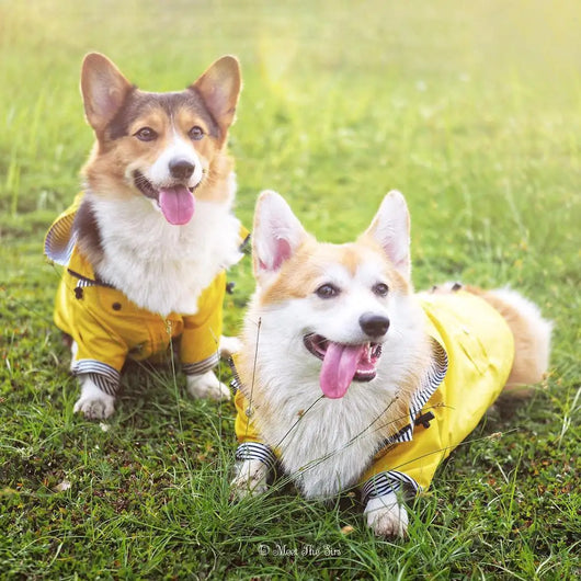 Impermeable para Perros - Abrigo Protector Contra Lluvia - Image 15