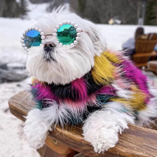 Gafas de Sol Pearl para Mascotas - Accesorios Divertidos y Elegantes para Disfraz de Fiesta - Image 11