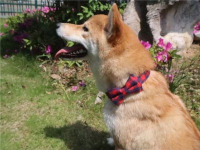 Collar para Mascotas con Diseño Tartán Británico - Image 9