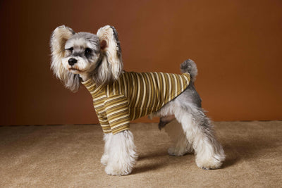Camiseta Interior Ajustada para Perros Maltés y Schnauzer - Tejido Hipoalergénico - Image 18
