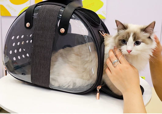 Ragdoll cat peeking from a dark grey pet carrier with transparent sides, ventilation holes, and rose gold zippers. - Image 6