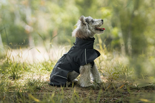 Poncho Impermeable Universal para Perros Pequeños y Medianos - Image 24