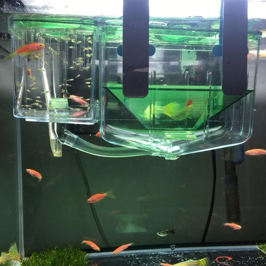 Caja de Aislamiento para Peces - Incubadora y Separador de Peces Enfermos