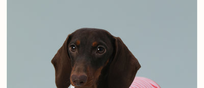 Chaleco sin Mangas para Perro Pequeño Rayas Rojo - Image 7