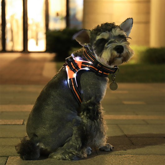 Collar Luminoso para Perros - Image 5