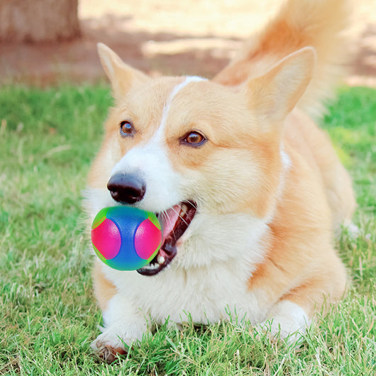 White 10cm TPR pet training ball with colorful luminous dots for small dogs. - Image 4