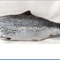 Salmón