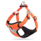 Orange Chest strap