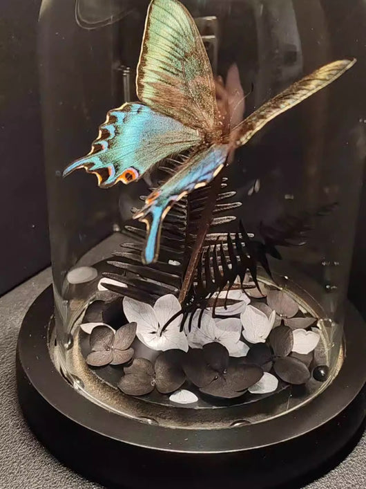 Cinturón Verde con Especímenes de Mariposas Reales en Vitrina de Cristal - Image 16