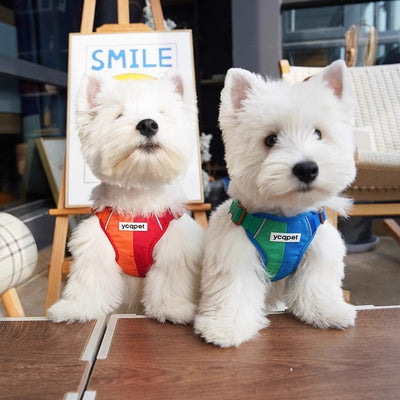 Arnés Reflectante para Perro con Cuerda de Colores y Diseño Adorable - Image 9