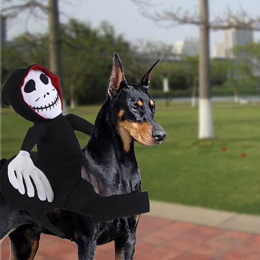 Disfraz Divertido para Mascotas Halloween - Chaleco Araña y Calabaza - Image 13