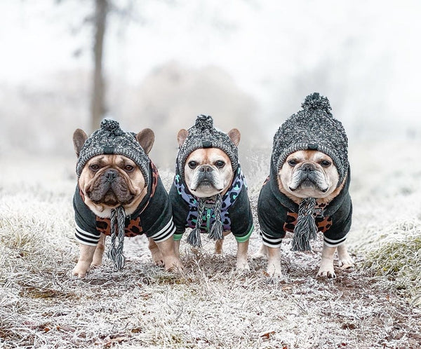 Gorro Tejido Polar para Perros con Pompón - Protección Térmica Resistente al Viento