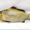Crucian