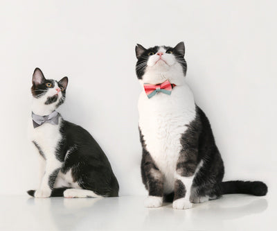Collar para Gato con Moño Decorativo - Image 6