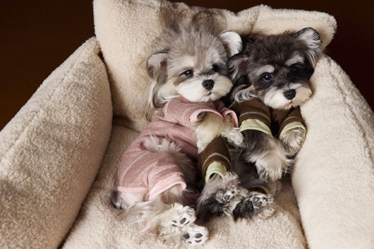 Ropa para Perros Teddy Schnauzer Bichon Bicolor Cómoda - Image 6