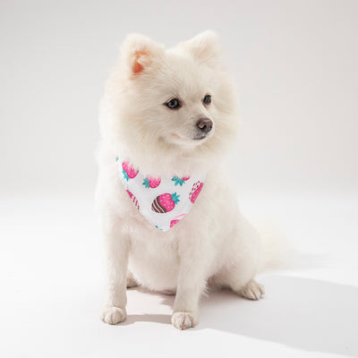 Ropa y Accesorios para Mascotas - Gatos y Perros - Image 3