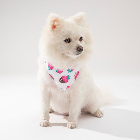Ropa y Accesorios para Mascotas - Gatos y Perros - Image 3