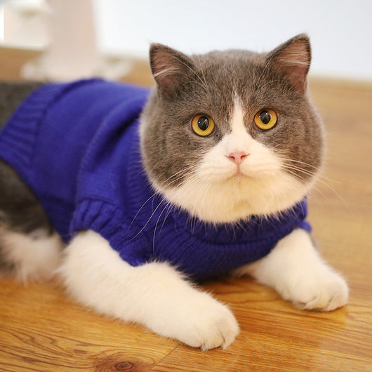 Suéter Gato Azul Británico para Otoño e Invierno - Image 18