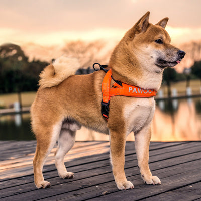 Arnés de Pecho para Perros con Correa Integrada - Image 9