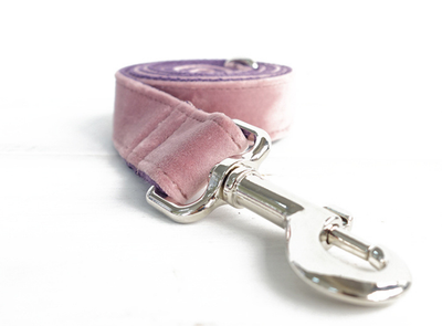Correa y Collar para Perro - Image 2