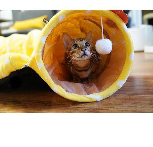 Túnel Enrollable para Gatos con Cama Integrada y Juguete Dragón