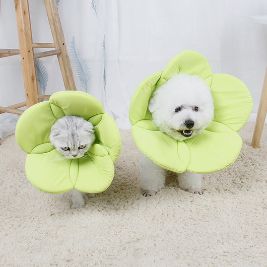 Protector Antirraspuños para Mascotas con Diseño Floral - Image 9