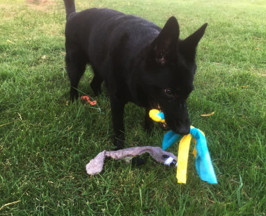 Telescopic dog teasing rod toy with black foam grip and multiple colorful rope attachments, including a carrying bag. - Image 22