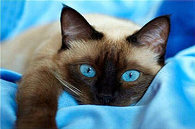 Pintura de Diamantes Gato - Bordado de Cristales Brillantes - Image 25