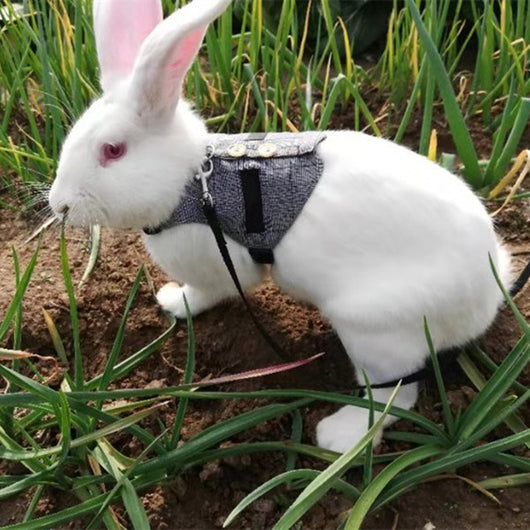 Arnés y Vestido para Conejo - Paseos Seguros y Cómodos - Image 16