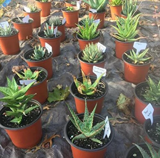 Etiquetas para Jardín - Image 3