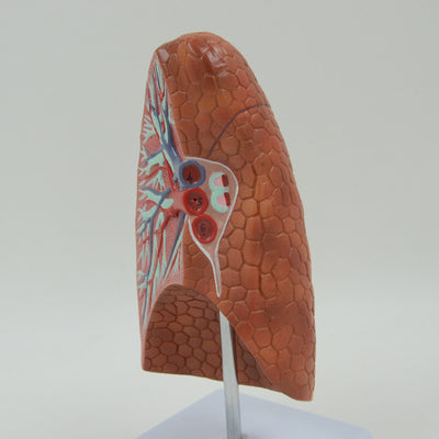 Modelo Anatómico de Pulmón Sano en Visceras Humanas - Image 8