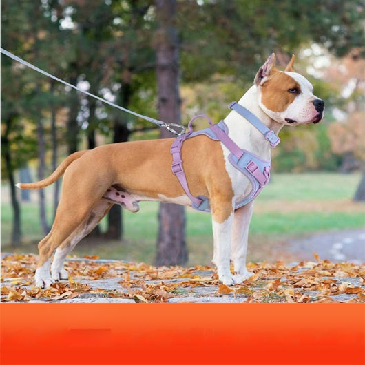 Pink and blue dog harness with padded chest and back, adjustable straps, and a top handle for walking. - Image 2