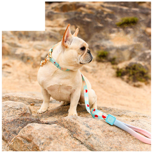 Arnés Pectoral en Y para Perro - Correa de Mascotas Fashion